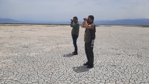 Sultan Sazlığı ve Aladağlar Milli Parkı'nda 139 kuş türü sayıldı