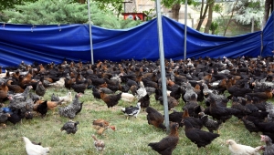 Yahşihan Belediyesi vatandaşlara 2 bin 500 tavuk, 250 horoz dağıttı