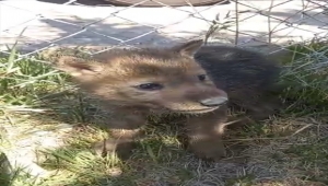 Ağzı bağlı çuvalda ölüme terk edilen 4 kurt yavrusuna Kahramankazan Belediyesi sahip çıktı