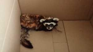 Aksaray'da bitkin halde bulunan yavru alaca sansar korumaya alındı