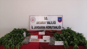 Aksaray'da müstakil evin bahçesinde kenevir yetiştiren 4 şüpheli yakalandı