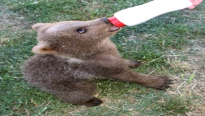 Ayı yavrusu "Ponçik" yaşamını Kayseri'deki hayvanat bahçesinde sürdürecek