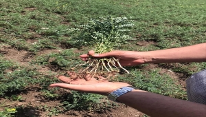 Beyşehir'deki nohut ve ayçiçeği ekili alanlarda saha taraması