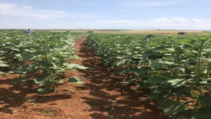 Beyşehir ve Hüyük'te yağlık ayçiçeği ekimi yapılan alanlarda inceleme yapıldı