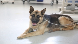 Bingöl'den getirilen Alman çoban köpeğine Sivas'ta diz ameliyatı yapıldı