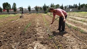 Caminin atıl durumdaki bahçesini meyve ve sebze bahçesine dönüştürdüler
