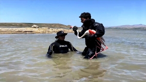 Dalgıç polislerin arama yaptığı nehirde bulunan yaralı flamingo tedavi edildi
