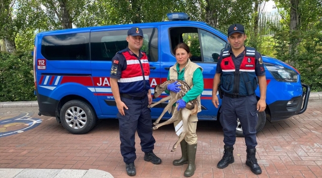 Eskişehir'de jandarma ekiplerince bulunan karaca yavrusu koruma altına alındı