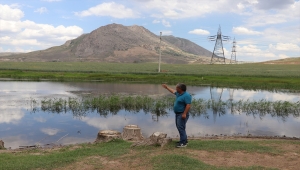 Kangal Akkaraman ırkı koyunların yetiştirildiği TİGEM'in arazisine 8 gölet yapıldı