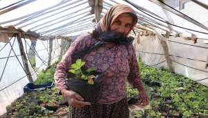 Karamanlı Havva nine yetiştirdiği sebze fideleriyle tarımsal üretime katkı sunuyor
