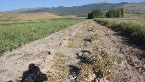 Karapınar'da sarımsak hasadı başladı