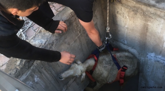 Kayseri'de kuyuya düşen koyunu itfaiye ekipleri kurtardı 