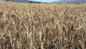 Kırıkkale'de arpada 290 bin ton, buğdayda 350 bin ton rekolte bekleniyor