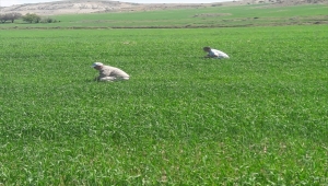 Kırşehir'de buğday tarlalarında süne mücadelesi sürüyor
