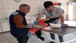 Kırşehir'de yaralı halde bulunan flamingo tedavi edildi