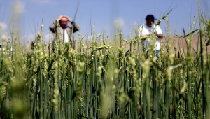 Konya'da etkili olan sağanak ve dolu 60 bin dekar arazide hasara neden oldu