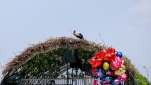 Leylek "Mecnun" hayvanat bahçesinde tedavi gören "Leyla"sını bırakmıyor
