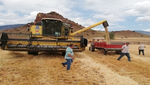 Nallıhan'da arpa hasadına başlandı