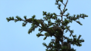 Nevşehir'de okulun bahçesindeki yılanı itfaiye ekipleri yakaladı