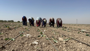 Niğde'de beyaz lahana fideleri toprakla buluşturuldu