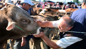 Sarkışla'da hayvan pazarında Kurban Bayramı öncesi yoğunluk yaşanıyor