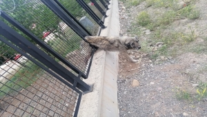 Sivas'ta demir korkuluklara sıkışan köpek ekipler tarafından kurtarıldı