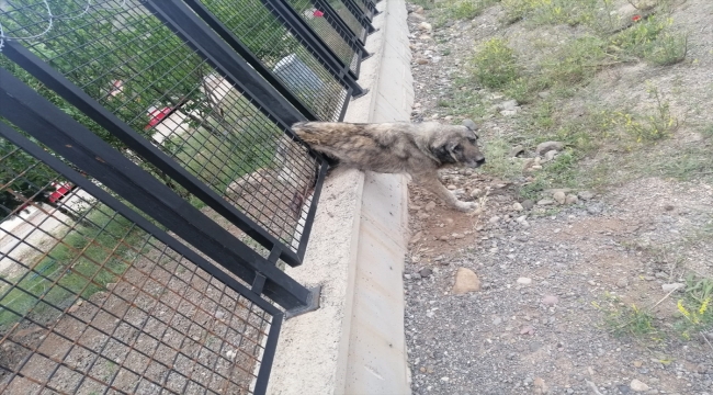 Sivas'ta demir korkuluklara sıkışan köpek ekipler tarafından kurtarıldı