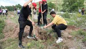Talas Belediyesince Ali Dağı'nda fidan dikildi