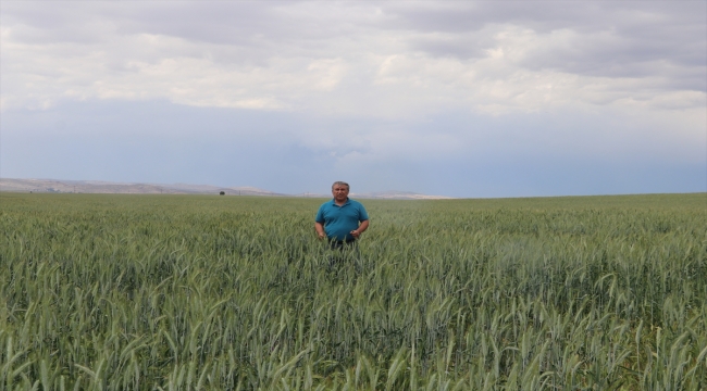 Tritikalenin tohum merkezi Sivas'ta ekim alanı genişletildi