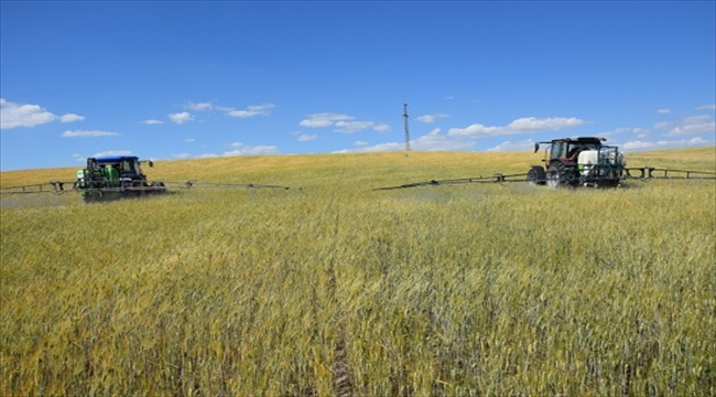Yozgat'ta tarım arazilerinde süneye karşı ilaçlama yapılacak