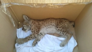 Beyşehir'de otomobilin çarptığı yaralı vaşak tedaviye alındı