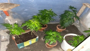 Çubuk'ta 84 kök Hint keneviri ele geçirildi