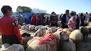 Çubuk'ta canlı hayvan pazarında yoğunluk yaşanıyor