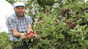 Çubuk'ta vişne hasadı başladı