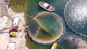 Denizi olmayan Kayseri'den balık ihracatıyla Türkiye ekonomisine 30 milyon dolarlık katkı 