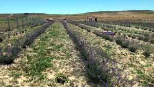 Güdül ilçesinde lavanta ekiminin yaygınlaştırılması hedefleniyor