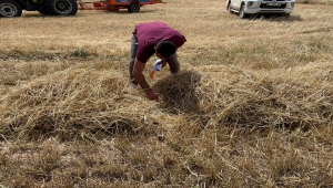 Hüyük'te biçerdöver kontrolleri sürüyor