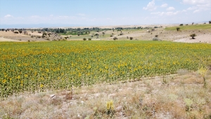 Hüyük'te yağlık ayçiçeği üretimi yapılan ekili alanlar çayır tırtılına karşı takip altında