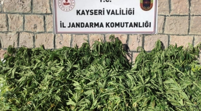 Kayseri'de tarlada ekili kenevir ele geçirildi: 1 gözaltı