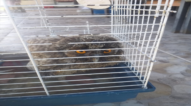 Kayseri'de yaralı baykuş ve gökdoğan tedaviye alındı