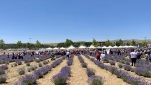 Kırşehir'de yetiştirilen lavantalar şölenle hasat edildi