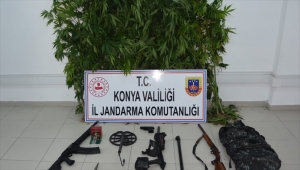 Konya'da 43 kök Hint keneviri ele geçirildi