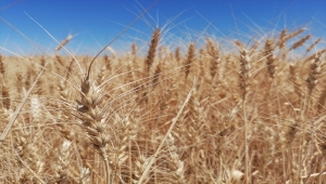 Konya'da sertifikalı organik tohumla ekim yapılan buğday tarlasında hasat yapıldı