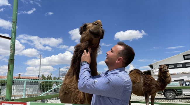 Konyalı besici çiftliğinde hobi amaçlı deve besliyor
