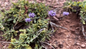 Literatüre giren endemik bitkiye Nevşehir'in adı verildi