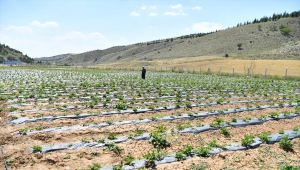 Mamak Ekolojik Vadi'de çilek yetiştiriliyor