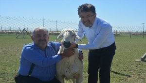 Tarım ve Orman Bakan Yardımcısı Yumaklı, Karapınar'da incelemelerde bulundu: