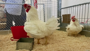 Yerli etlik damızlık tavuk "Anadolu-T" beyaz et sektörüne kazandırıldı