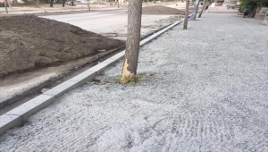 AK Parti Kırşehir İl Başkanı Ünsal'dan "belediyenin ağaçlara zarar verdiği" iddiası