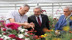 Ankara Üniversitesi Ziraat Fakültesinde yerli kasımpatı üretimine başlandı
